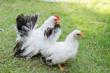 Yeşil çimenlerin üzerinde iki beyaz tavuk