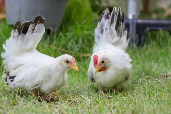 Deux poulets blancs sur herbe verte — Photo