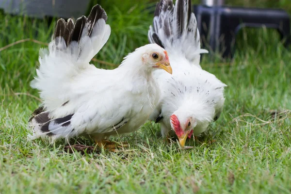 Deux poulets blancs sur herbe verte — Photo