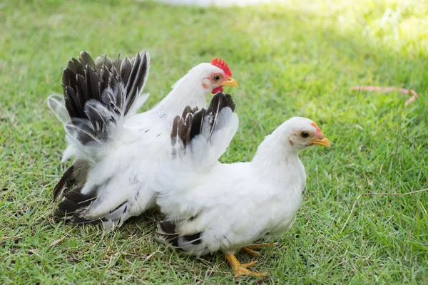 Dvě bílá kuřata na zelené trávě — Stock fotografie