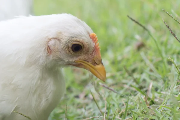 Gros plan d'un poussin blanc sur l'herbe verte — Photo