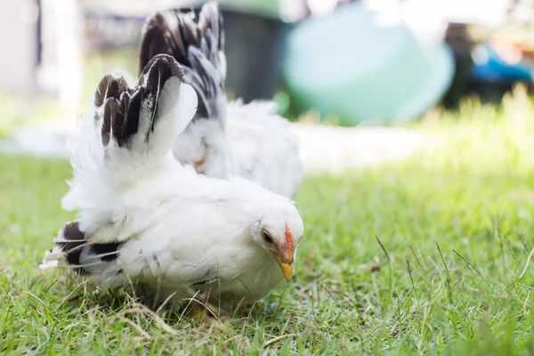 Dvě bílá kuřata na zelené trávě — Stock fotografie