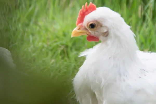 Close up van een wit Chick op groen gras — Stockfoto