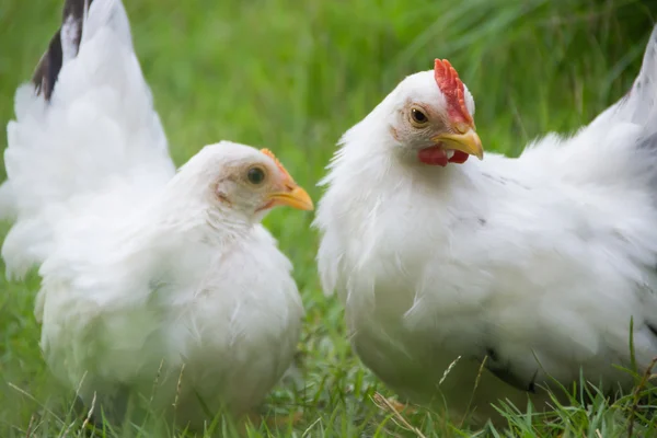 緑の芝生に 2 つの白い鶏 — ストック写真