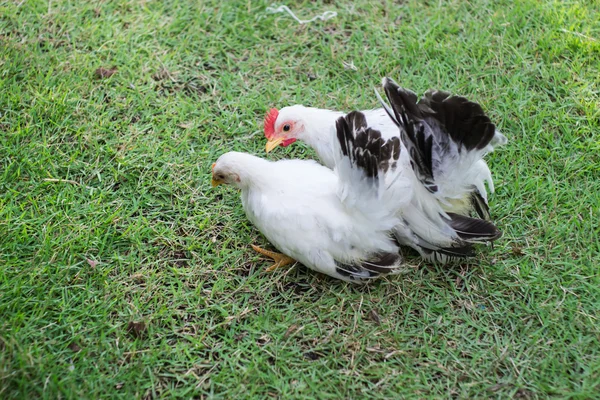 Duas galinhas brancas na grama verde — Fotografia de Stock