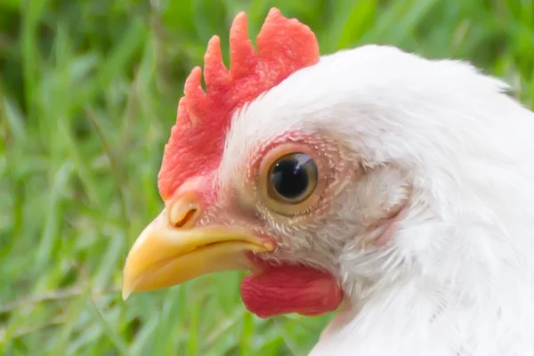 Close up van een wit Chick op groen gras — Stockfoto