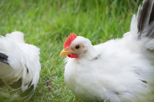 Bílý kuře — Stock fotografie