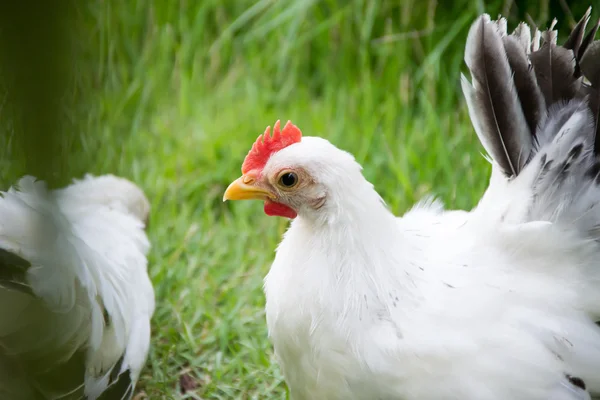 Weißes Huhn — Stockfoto