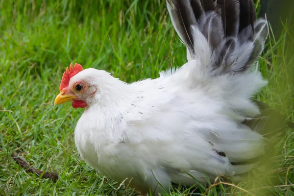 Close up van een witte kip — Stockfoto