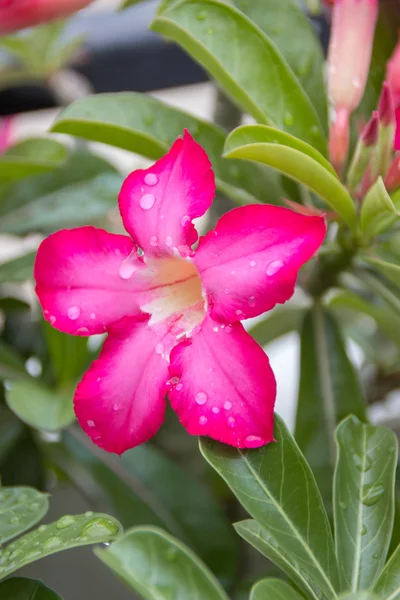 Rosa del deserto — Foto Stock