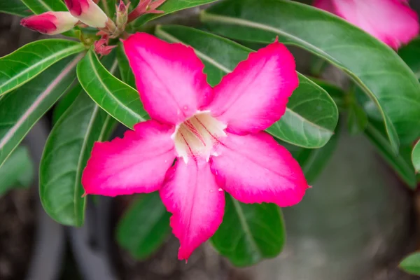 Desert rose — Stock Photo, Image