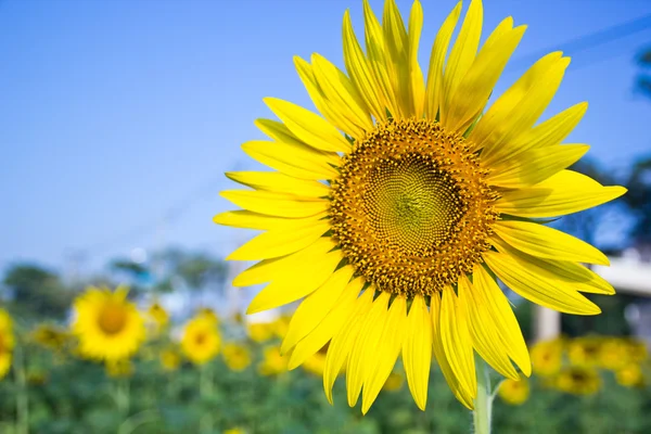 Ayçiçeği — Stok fotoğraf