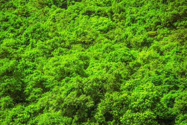 yaprakları arka plan