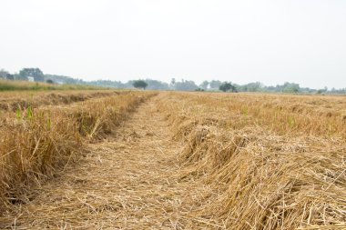 çeltik alanları sonra hasat
