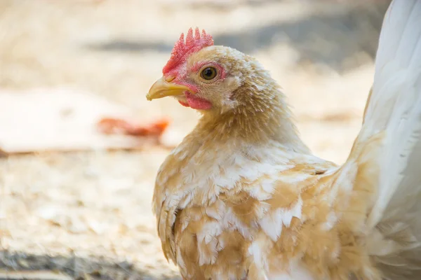 Bantam — Foto Stock