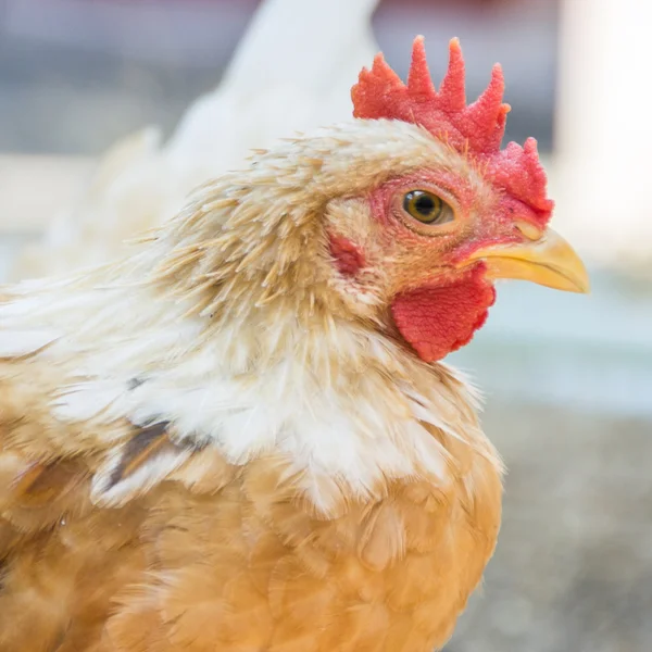 Closeup cock — Stock Photo, Image