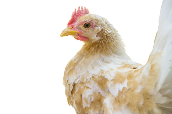 Ufak tefek beyaz arka plan üzerinde kahverengi