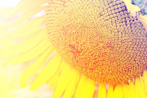 Girasol flor fondo — Foto de Stock