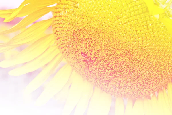Girassol flor fundo — Fotografia de Stock