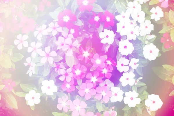 Kleine Blumen Hintergrund — Stockfoto