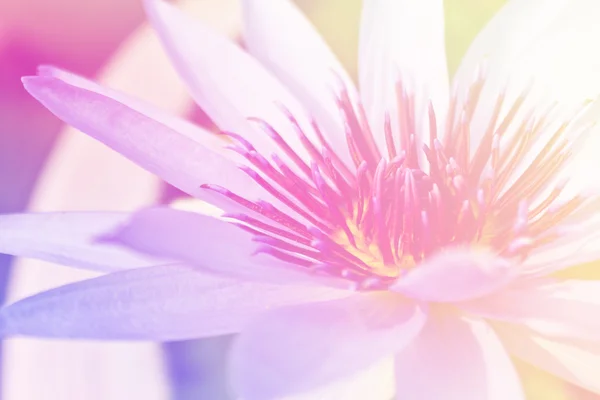 Fundo bonito flor de lótus, Símbolo da natureza — Fotografia de Stock