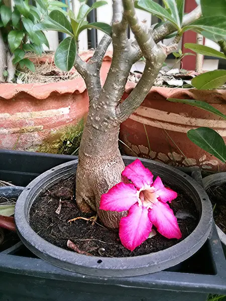 赤い砂漠の花ツリーから該当します。 — ストック写真