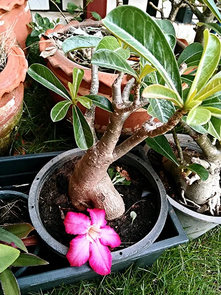 Rote Wüstenblume, die vom Baum fällt. — Stockfoto