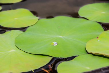 Nilüfer yaprağına su damlası