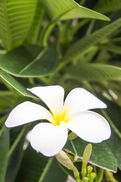 Plumeria — Fotografia de Stock