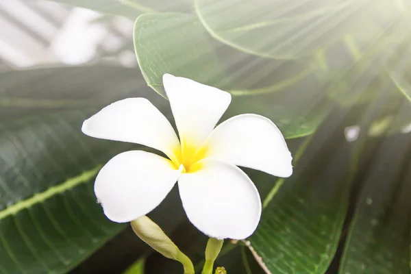 Plumeria — Fotografia de Stock