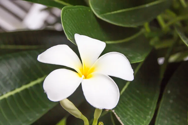 Plumeria — Fotografia de Stock