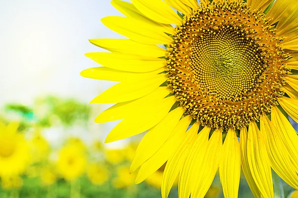 Girasol — Foto de Stock