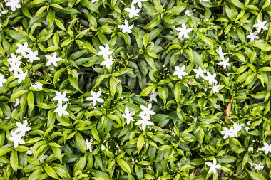 beyaz küçük çiçekler arka plan