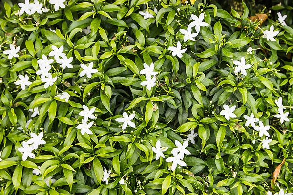 Blanc petites fleurs fond — Photo