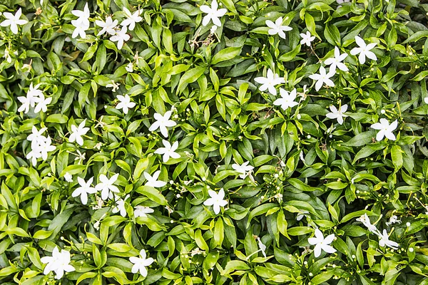 Fondo de pequeñas flores blancas — Foto de Stock