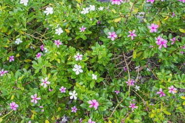 Küçük çiçekler arka plan