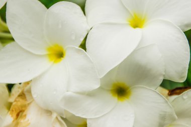 Plumeria çiçeği ağaç üzerinde.