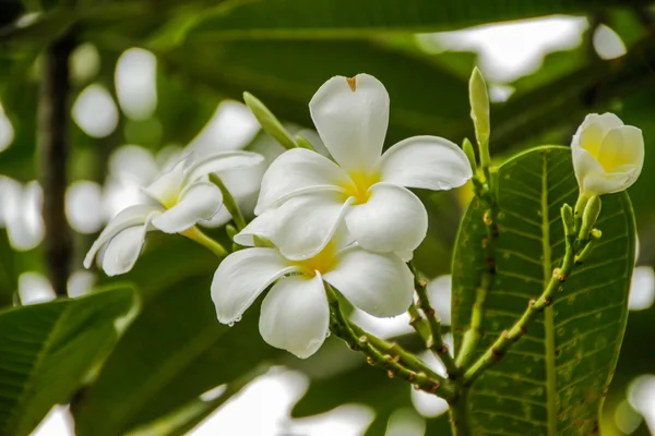 Plumeria çiçeği ağaç üzerinde. — Stok fotoğraf