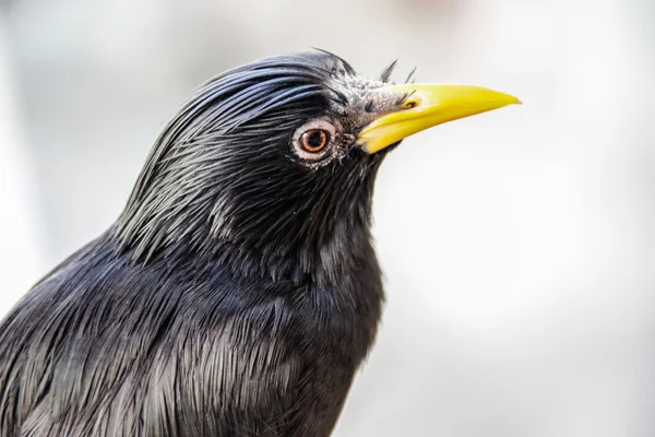 Closeup gemeenschappelijk Myna (Acridotheres) — Stockfoto