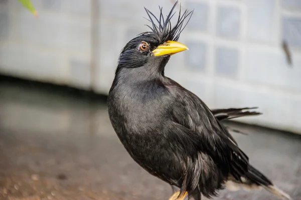 Close up Frecuentes Myna (Acridotheres ) —  Fotos de Stock