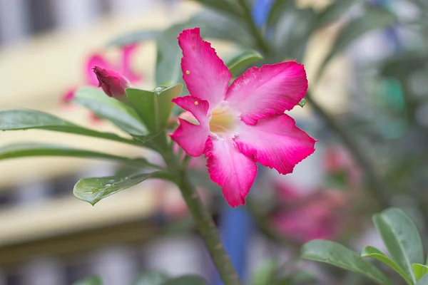 Fiore rosa del deserto dal clima tropicale — Foto Stock