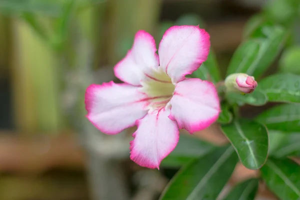 Flor de rosa del desierto del clima tropical — Foto de Stock