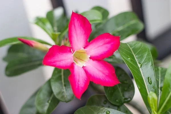 Fiore rosa del deserto dal clima tropicale — Foto Stock