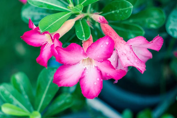 Fiore rosa del deserto dal clima tropicale — Foto Stock