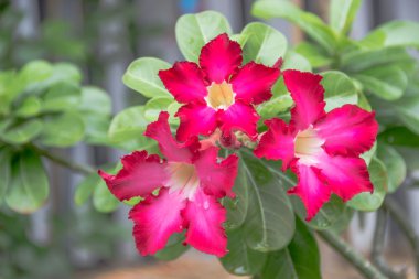 çöl çiçeği tropikal iklim yükseldi.