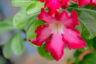 çöl çiçeği tropikal iklim yükseldi.