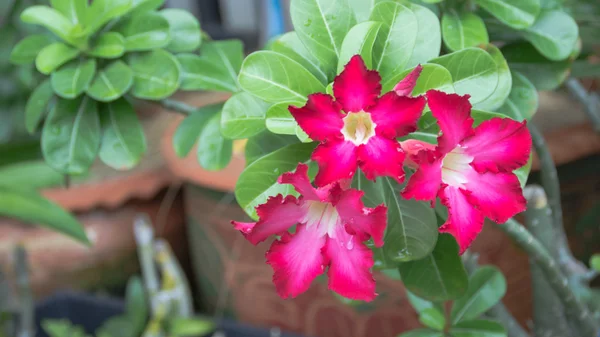 Desert rose flower from tropical climate — Stock Photo, Image