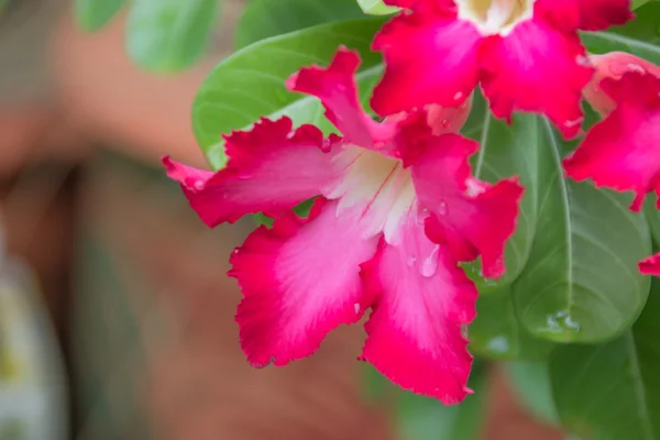 Desert rose flower from tropical climate — Stock Photo, Image