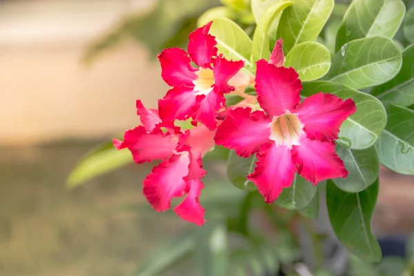 Desert rose flower from tropical climate — Stock Photo, Image