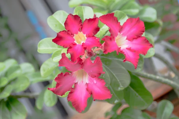 Desert rose flower from tropical climate — Stock Photo, Image